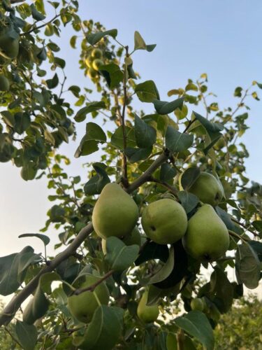 Productor-pera-bajo-cinca