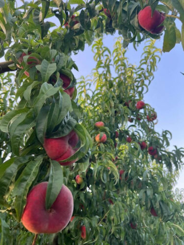 Proveedor-paraguayo-bajo-cinca