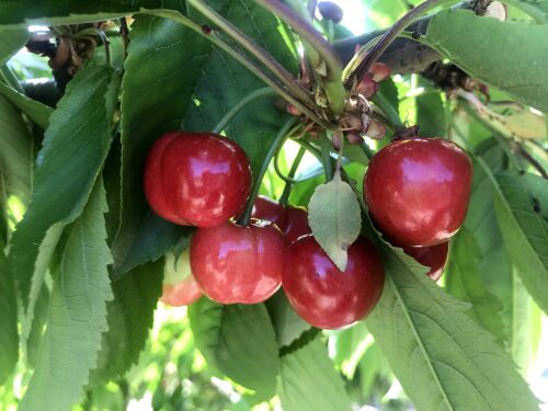 productor-cerezas-bajo-cinca